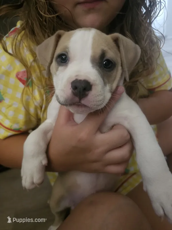 Zelda – American Pit Bull Terrier puppy for sale in Rochester, NY