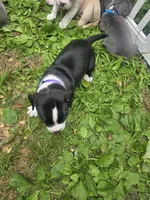 Lucy, a female American Pit Bull Terrier for sale in Rochester, NY – 7 of 7