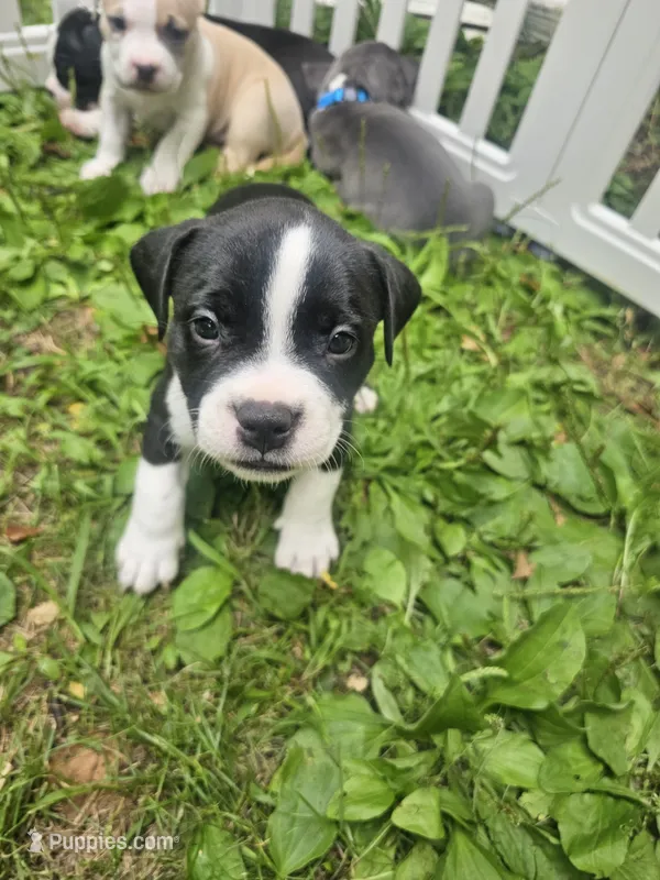 Lucy – American Pit Bull Terrier puppy for sale in Rochester, NY