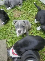 Zoey, a female American Pit Bull Terrier for sale in Rochester, NY – 4 of 8