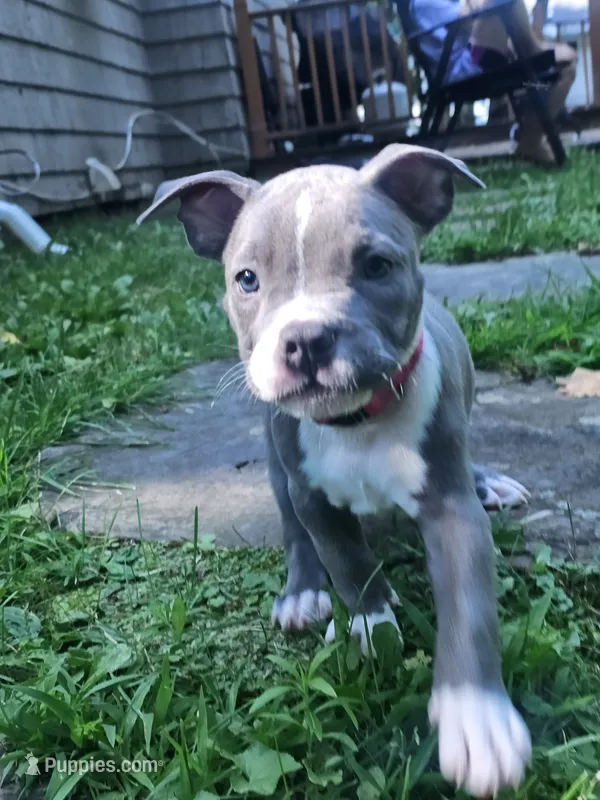 Zoey – American Pit Bull Terrier puppy for sale in Rochester, NY