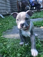 Zoey, a female American Pit Bull Terrier for sale in Rochester, NY – 1 of 8