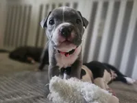 Zoey, a female American Pit Bull Terrier for sale in Rochester, NY – 4 of 7