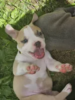 Zelda, a female American Pit Bull Terrier for sale in Rochester, NY – 6 of 9