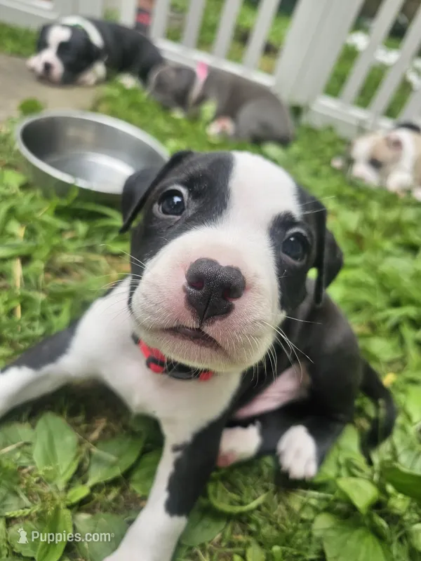 Bandit – American Pit Bull Terrier puppy for sale in Rochester, NY
