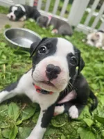 Bandit, a male American Pit Bull Terrier for sale in Rochester, NY – 1 of 7