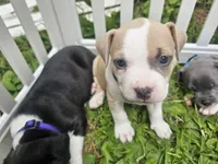 Zelda, a female American Pit Bull Terrier for sale in Rochester, NY – 3 of 7