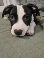 Bandit, a male American Pit Bull Terrier for sale in Rochester, NY – 6 of 10