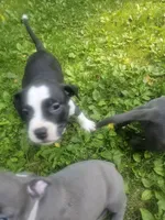 Bruno, a male American Pit Bull Terrier for sale in Rochester, NY – 8 of 9