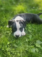Bandit, a male American Pit Bull Terrier for sale in Rochester, NY – 3 of 10
