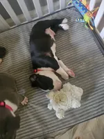 Bandit, a male American Pit Bull Terrier for sale in Rochester, NY – 5 of 7