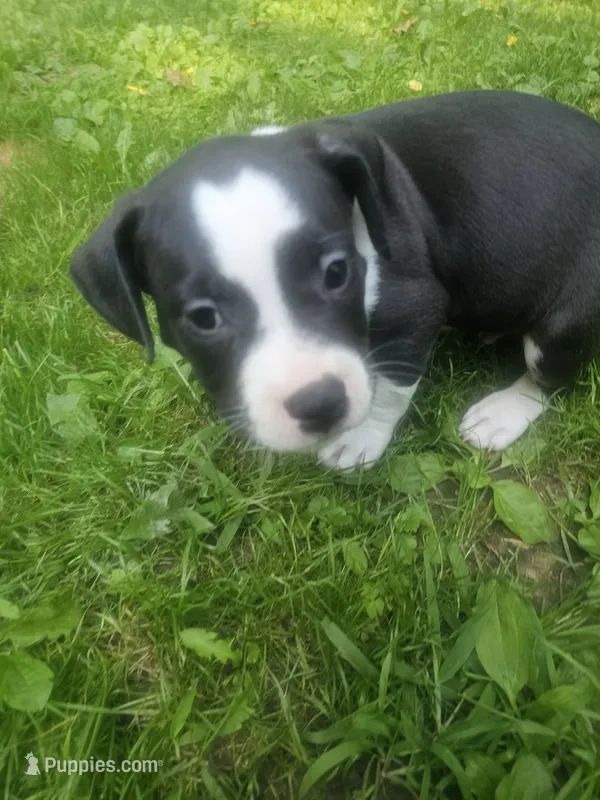 Bruno – American Pit Bull Terrier puppy for sale in Rochester, NY