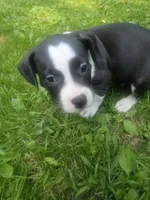 Bruno, a male American Pit Bull Terrier for sale in Rochester, NY – 1 of 9