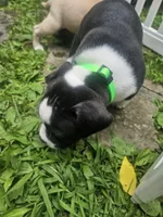 Bruno, a male American Pit Bull Terrier for sale in Rochester, NY – 4 of 5