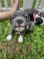Stitch, a male American Pit Bull Terrier for sale in Rochester, NY – 2 of 5