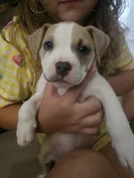 Zelda, a female American Pit Bull Terrier for sale in Rochester, NY – 8 of 9