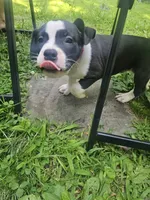 Bandit, a male American Pit Bull Terrier for sale in Rochester, NY – 10 of 10