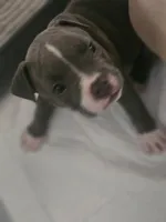 Zoey, a female American Pit Bull Terrier for sale in Rochester, NY – 3 of 7