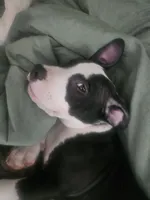 Bandit, a male American Pit Bull Terrier for sale in Rochester, NY – 3 of 5