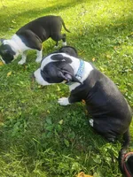Bandit, a male American Pit Bull Terrier for sale in Rochester, NY – 8 of 10