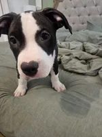 Bandit, a male American Pit Bull Terrier for sale in Rochester, NY – 9 of 10