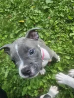 Zoey, a female American Pit Bull Terrier for sale in Rochester, NY – 6 of 8