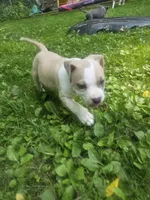 Zelda, a female American Pit Bull Terrier for sale in Rochester, NY – 3 of 9