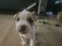 Zelda, a female American Pit Bull Terrier for sale in Rochester, NY – 6 of 7