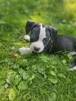 Bandit, a male American Pit Bull Terrier for sale in Rochester, NY – 5 of 10