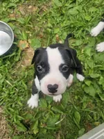 Bandit, a male American Pit Bull Terrier for sale in Rochester, NY – 7 of 7