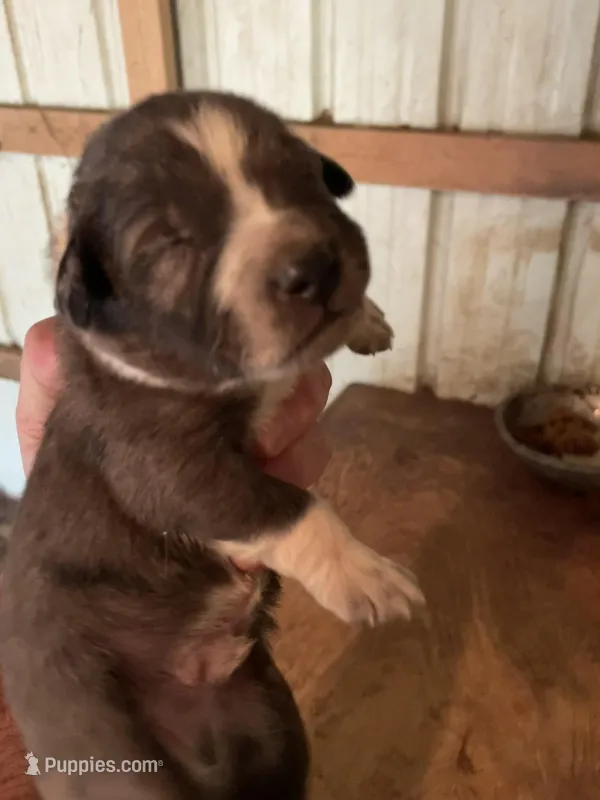 Buddy’s 5 – Australian Cattle Dog, Catahoula Leopard Dog puppy for sale in Wesson, MS