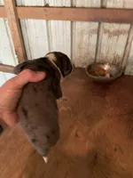 Buddy’s 5, a female Australian Cattle Dog and Catahoula Leopard Dog for sale in Wesson, MS – Photo 3 of 3