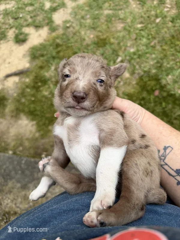 Buddy’s 2 – Catahoula Leopard Dog puppy for sale in Wesson, MS