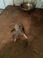 Buddy’s 2, a male Australian Cattle Dog and Catahoula Leopard Dog for sale in Wesson, MS – Photo 2 of 3