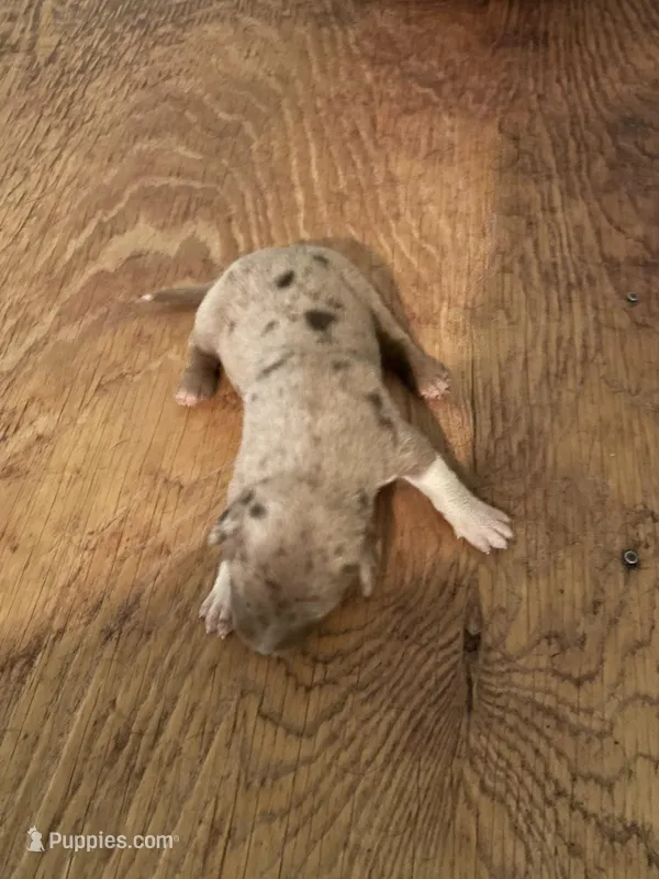 Buddy’s 2 – Australian Cattle Dog, Catahoula Leopard Dog puppy for sale in Wesson, MS