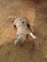 Buddy’s 2, a male Australian Cattle Dog and Catahoula Leopard Dog for sale in Wesson, MS – Photo 1 of 3