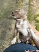 Buddy’s 2, a male Catahoula Leopard Dog for sale in Wesson, MS – Photo 2 of 3