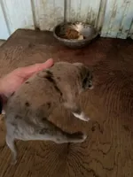 Buddy’s 2, a male Australian Cattle Dog and Catahoula Leopard Dog for sale in Wesson, MS – Photo 3 of 3