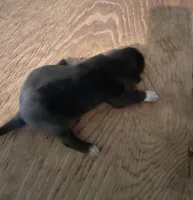 Buddy’s 6, a female Australian Cattle Dog and Catahoula Leopard Dog for sale in Wesson, MS – Photo 2 of 2