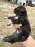 Buddy’s 6, a female Catahoula Leopard Dog for sale in Wesson, MS – Photo 3 of 3