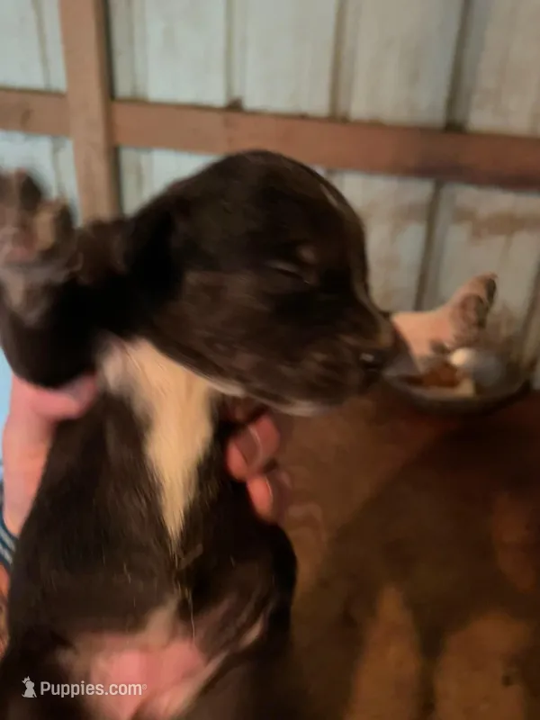 Buddy’s 6 – Australian Cattle Dog, Catahoula Leopard Dog puppy for sale in Wesson, MS