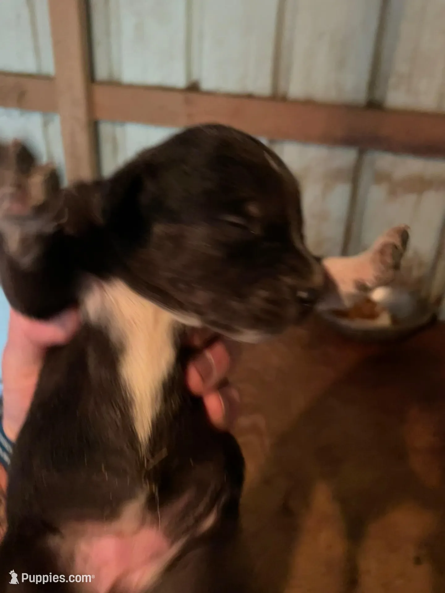 Buddy’s 6, a female Australian Cattle Dog and Catahoula Leopard Dog for sale in Wesson, MS – Photo 1 of 2