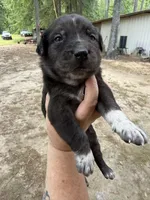 Buddy’s 6, a female Catahoula Leopard Dog for sale in Wesson, MS – Photo 2 of 3