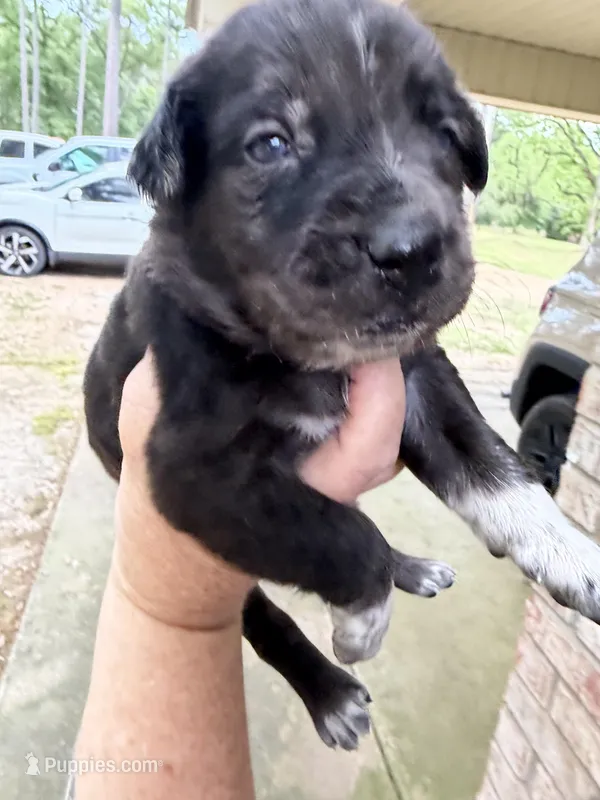 Buddy’s 6 – Catahoula Leopard Dog puppy for sale in Wesson, MS