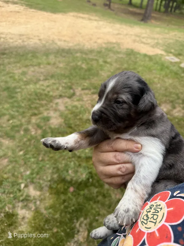 Buddy’s 3 – Catahoula Leopard Dog puppy for sale in Wesson, MS