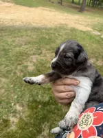 Buddy’s 3, a male Catahoula Leopard Dog for sale in Wesson, MS – Photo 1 of 3