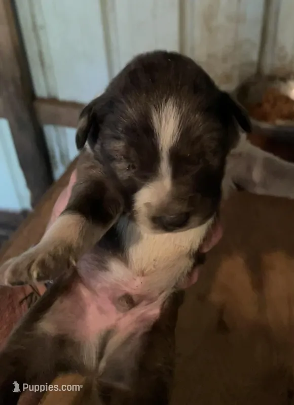 Buddy’s 3 – Australian Cattle Dog, Catahoula Leopard Dog puppy for sale in Wesson, MS