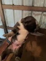 Buddy’s 3, a male Australian Cattle Dog and Catahoula Leopard Dog for sale in Wesson, MS – Photo 4 of 4