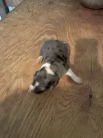 Buddy’s 3, a male Australian Cattle Dog and Catahoula Leopard Dog for sale in Wesson, MS – Photo 2 of 4