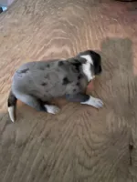 Buddy’s 3, a male Australian Cattle Dog and Catahoula Leopard Dog for sale in Wesson, MS – Photo 3 of 4